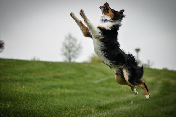 Dog jumping on the lawn