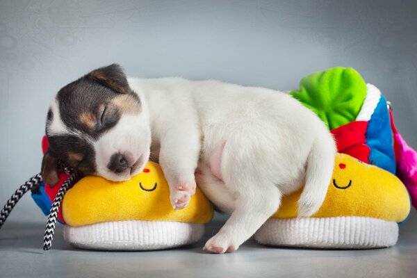 Le chien de Schtroumpf dort sur des pantoufles colorées