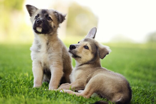 Petits chiots sur l herbe