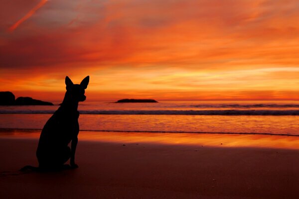 Sunset dog on the beach near the sea