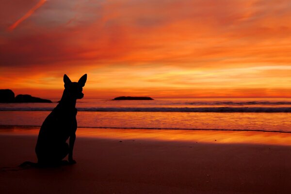 Puesta de sol perro en la playa cerca del mar