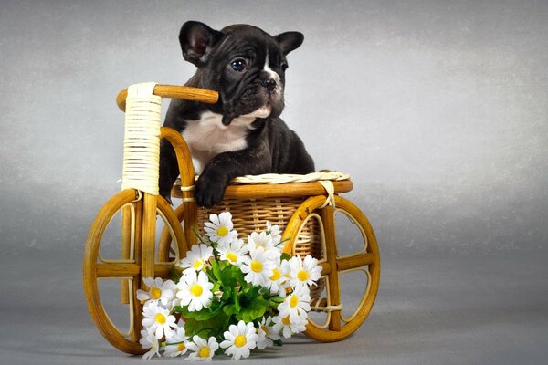 Black and white dog in a basket with flowers