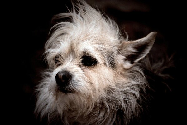 Cabeza de perro pequeño con pelaje despeinado sobre un fondo oscuro