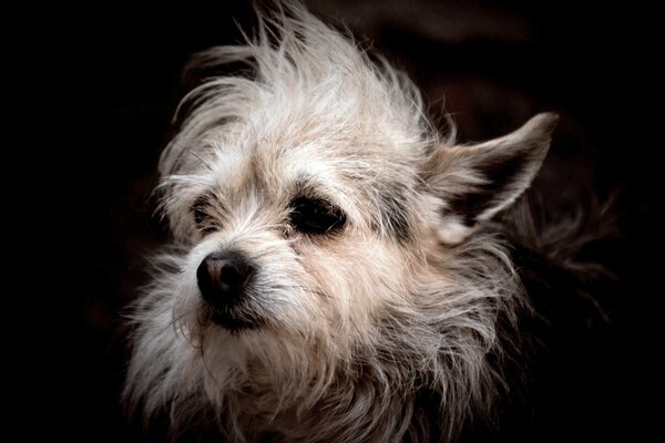 Tête de petit chien avec des poils échevelés sur fond sombre