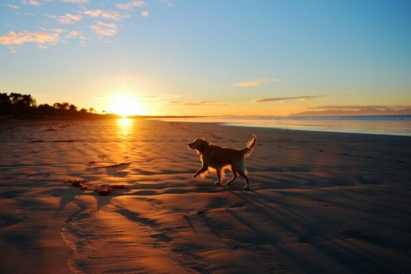 A big dog runs along the beach