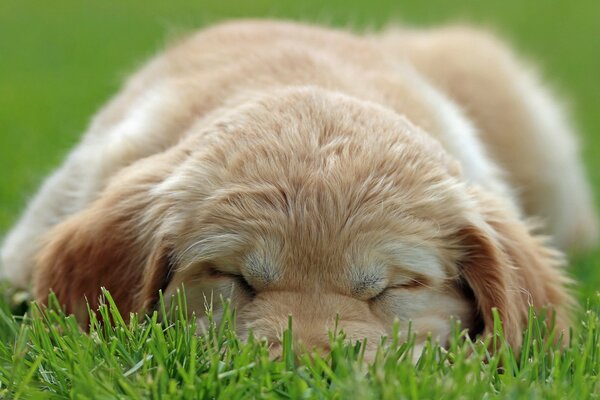 Пушистый щенок распластался на траве