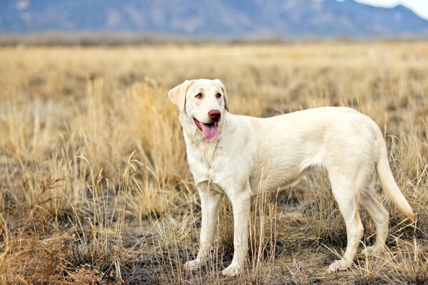 Chien regardant au loin sur le terrain