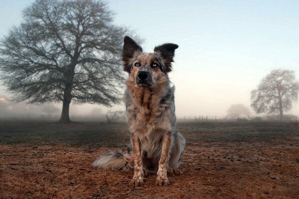 A lonely dog sitting in a field