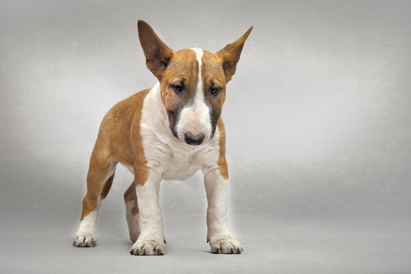 La imagen de un Bull Terrier como un indicador de bondad