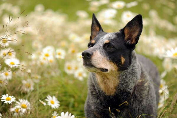 Ein konzentrierter Hund beobachtet etwas gezielt