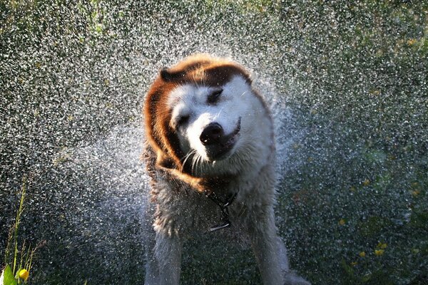 Il cane spruzza acqua da se stesso in diverse direzioni