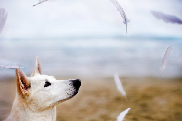 Белая собака смотрит на разлетающиеся белые перья