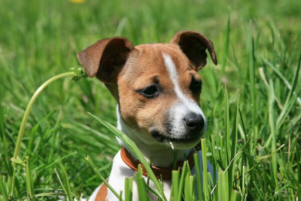 Chien jouant sur une Prairie verte