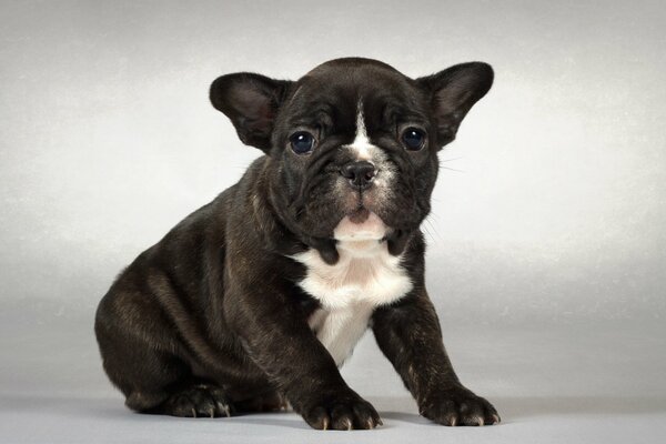 Photo of a small puppy for sale