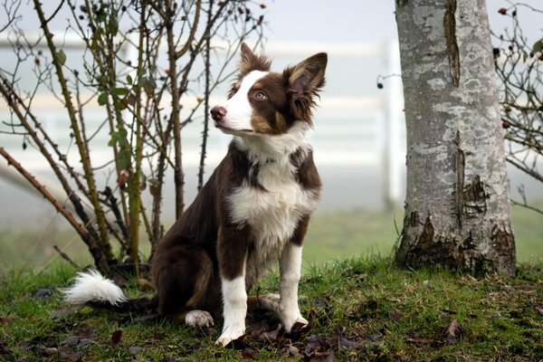 A picture of a dog on the background of a lake