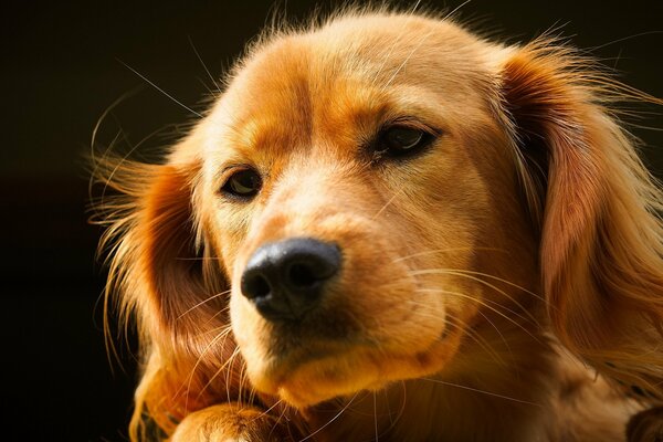 Portrait of a beautiful dog with a smart look