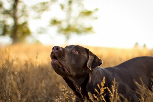 Ein engagierter brauner Hund geht spazieren