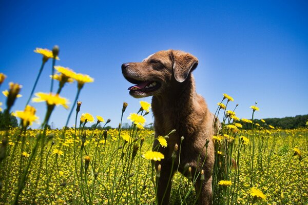 A beautiful puppy stands in flowers