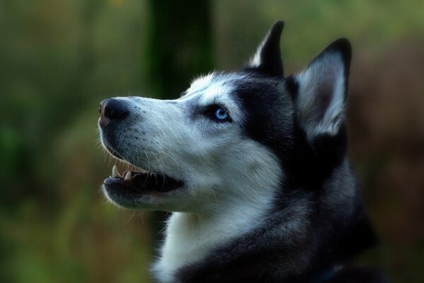 Perfil del Husky siberiano en la naturaleza