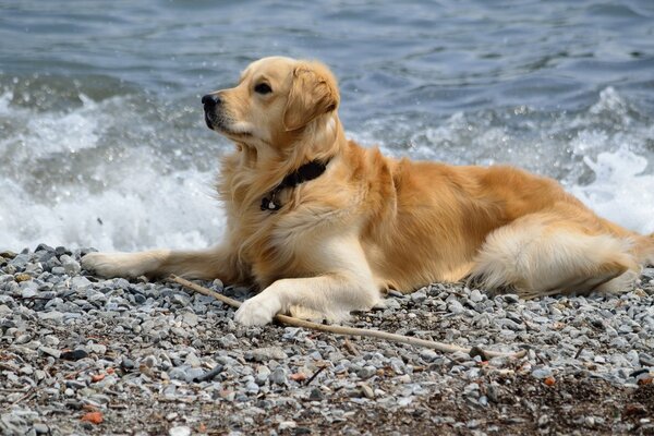 Un chien de couleur rouge se repose près de la mer