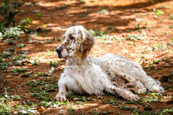 El setter se encuentra en el fondo de las hojas en el parque