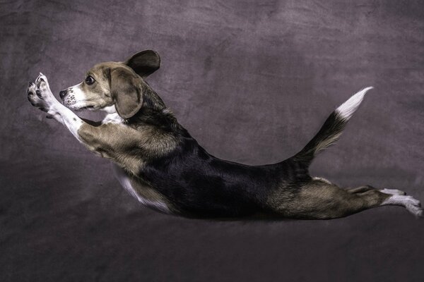 Dog jumping on a gray background