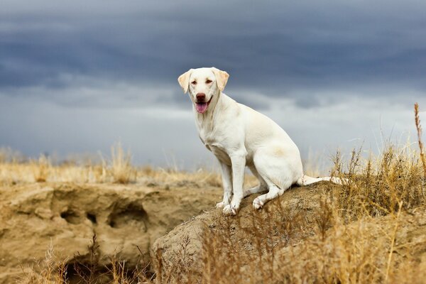 The dog is sitting on a rock in a field