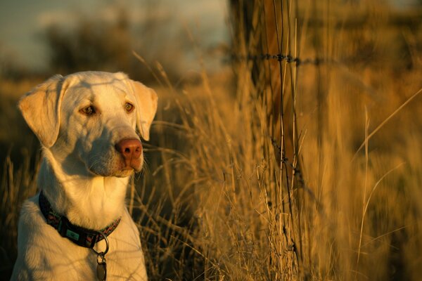 Ein weißer Hund im Halsband sitzt zwischen dem Gras und schaut aufmerksam in die Ferne