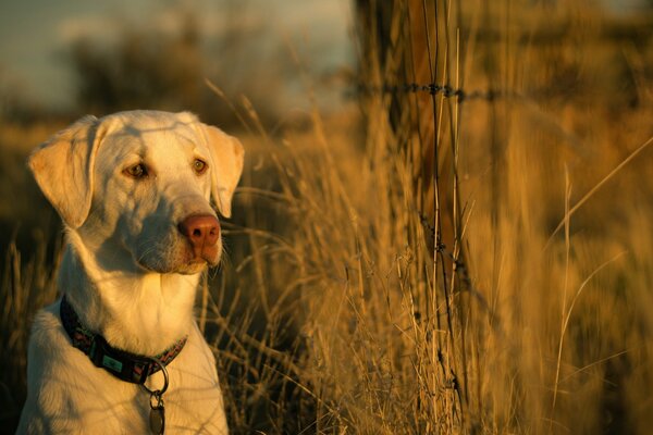 Un perro blanco con un collar se sienta entre la hierba y Mira de cerca en la distancia