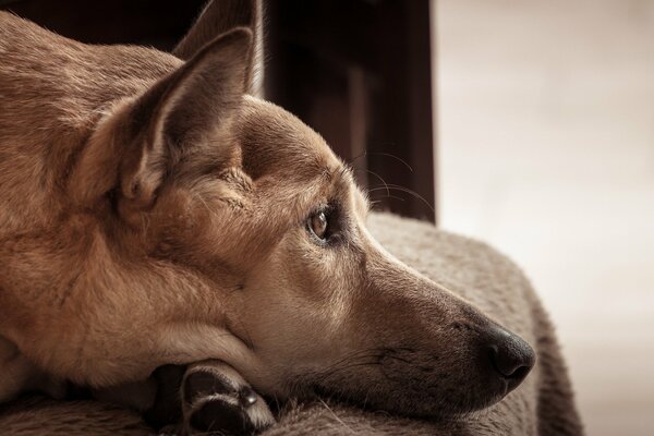 The dog lies and looks sadly into the distance