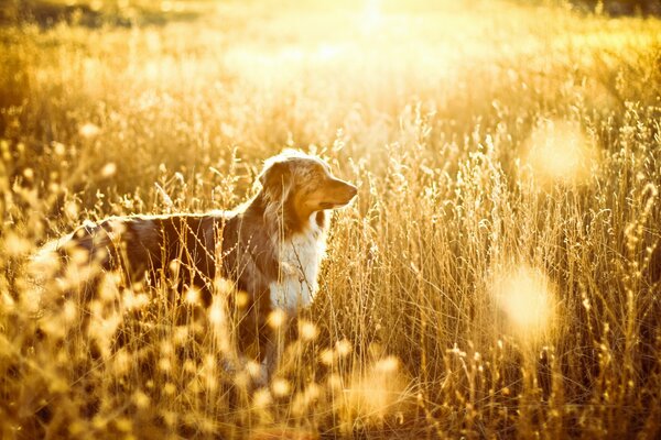 Hund im goldenen Feld