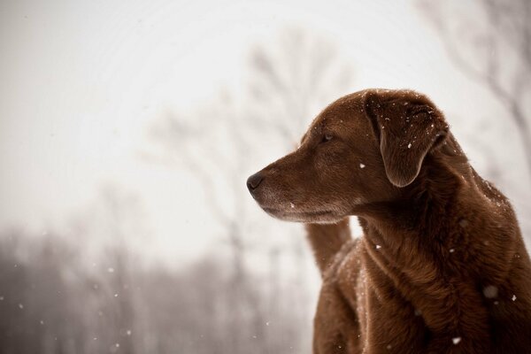 Внимательная собака в зимнем лесу
