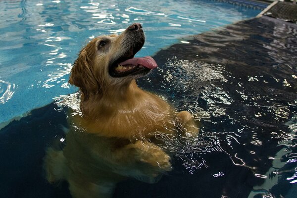 Perro con la lengua sacada en la piscina