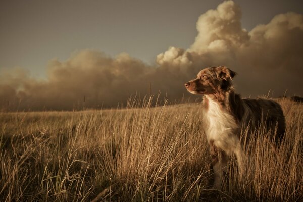 Landschaft: Hund und Sonnenuntergang im Feld