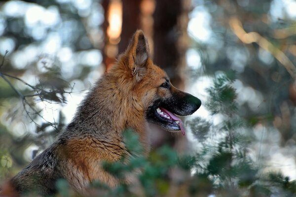 German Shepherd in nature. Blurred background