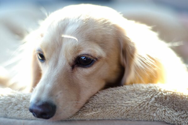 Weißer Hund trauriger Blick