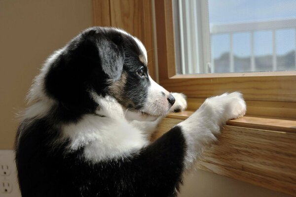 A puppy with a sad look looks out the window