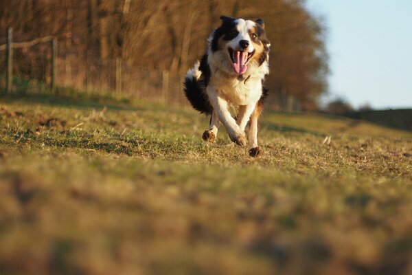 The dog runs at speed through the forest