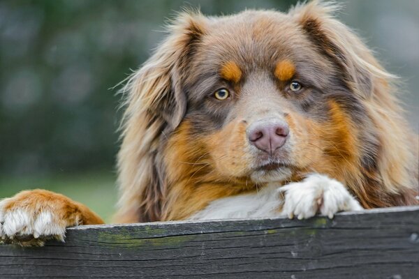 El perro yace en una tabla y tiene una mirada devota