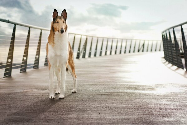 Very tall and hunchbacked dog beautiful background