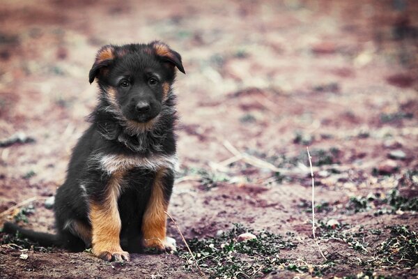 Background of a puppy dog on the street