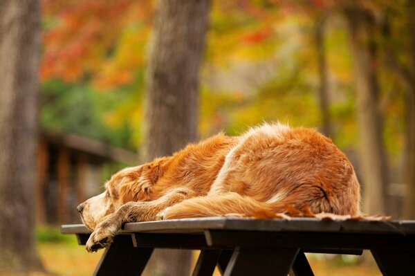 Golden Retriever yace sobre una mesa