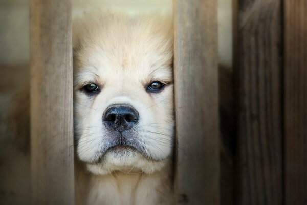 Trauriger Blick des Hundes hinter Gittern