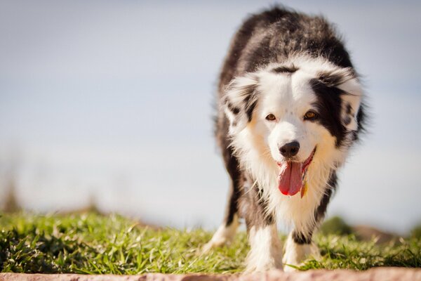 Le chien marche sur l herbe