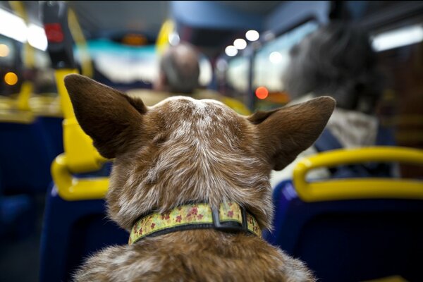 There is an unusual dog passenger on the bus