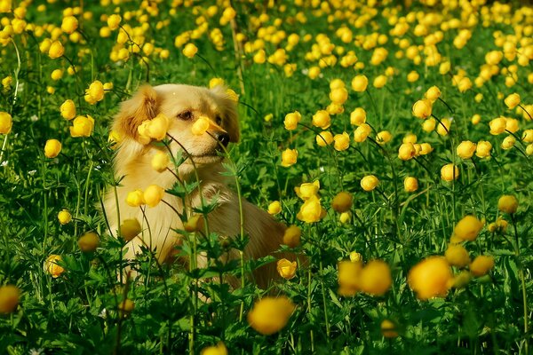 Ein Hund auf einem Blumenfeld läuft herum