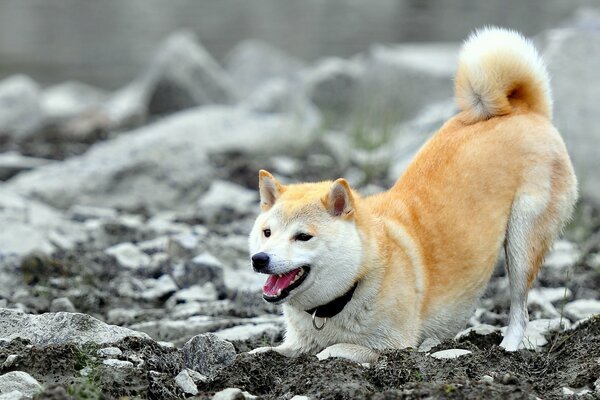 A dog on the rocks is getting ready to play