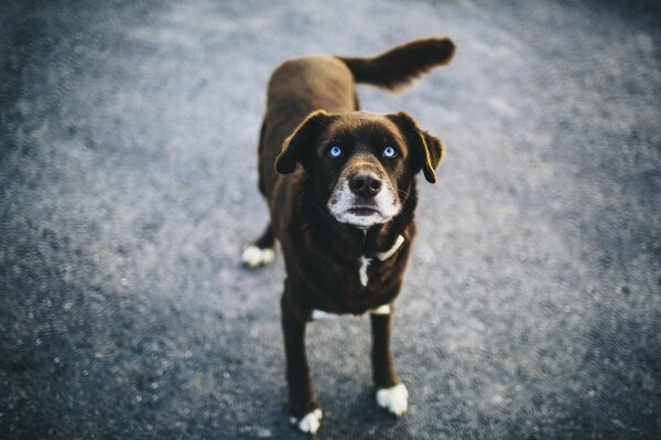 Hund mit blauen Augen