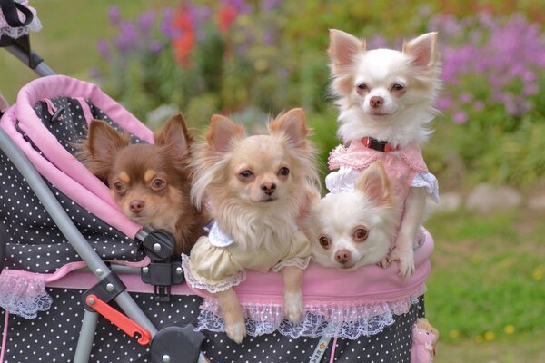 Süße Chihuahuas gehen im Kinderwagen spazieren