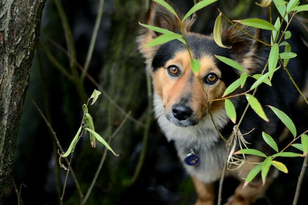 A dog among the trees